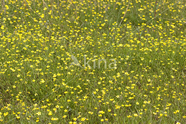 Egelboterbloem (Ranunculus flammula)