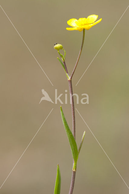 Egelboterbloem (Ranunculus flammula)