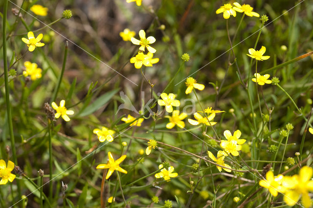 Egelboterbloem (Ranunculus flammula)