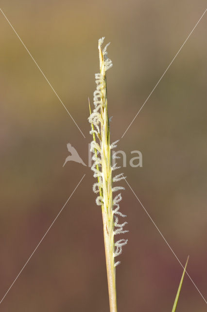 Townsend’s Cord-grass (Spartina anglica)