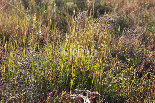 Townsend’s Cord-grass (Spartina anglica)
