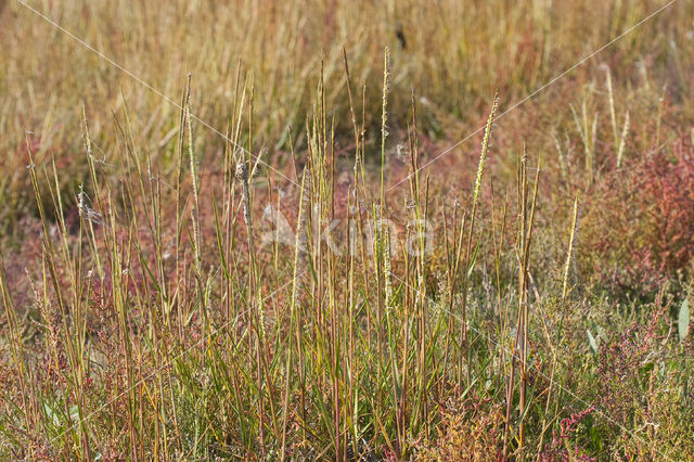 Townsend’s Cord-grass (Spartina anglica)