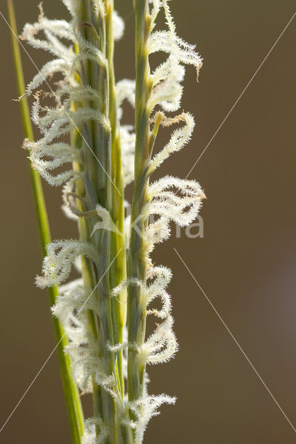 Townsend’s Cord-grass (Spartina anglica)