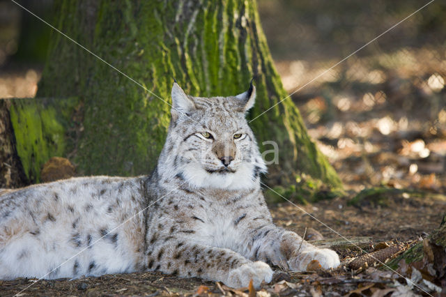 Euraziatische lynx (Lynx lynx)