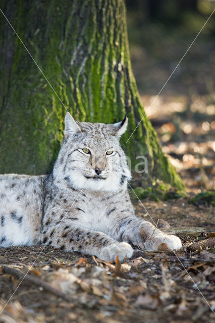 Eurasian Lynx (Lynx lynx)