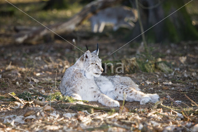 Eurasian Lynx (Lynx lynx)