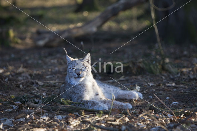 Euraziatische lynx (Lynx lynx)