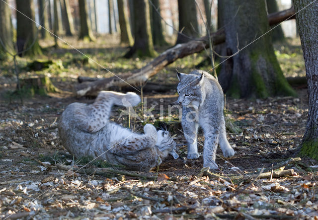 Eurasian Lynx (Lynx lynx)