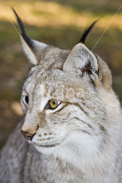 Eurasian Lynx (Lynx lynx)