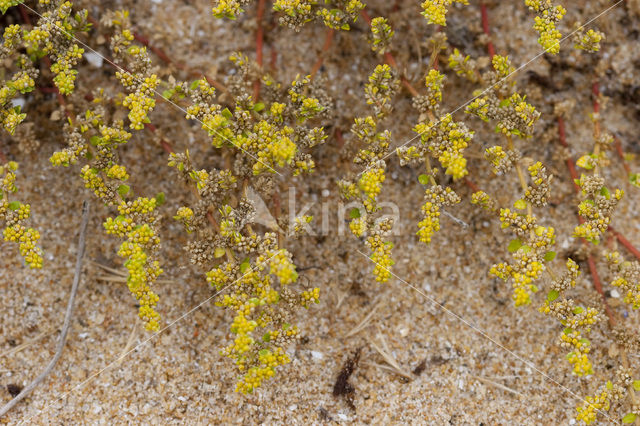 Fringed Rupturewort (Herniaria ciliolata)