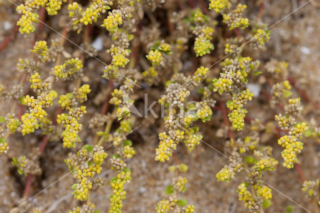 Fringed Rupturewort (Herniaria ciliolata)