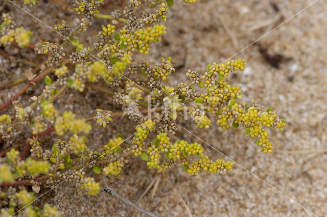 Fringed Rupturewort (Herniaria ciliolata)