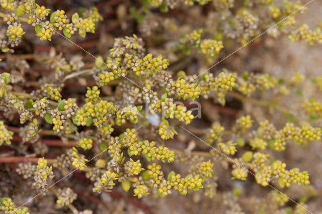 Fringed Rupturewort (Herniaria ciliolata)