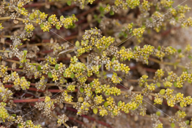 Fringed Rupturewort (Herniaria ciliolata)