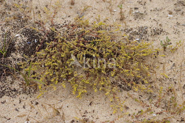 Fringed Rupturewort (Herniaria ciliolata)