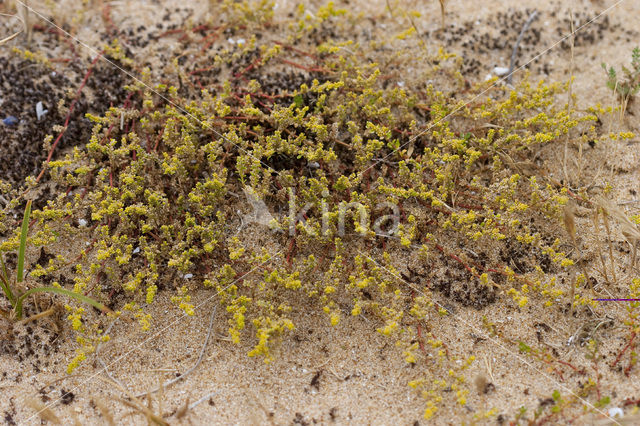 Fringed Rupturewort (Herniaria ciliolata)