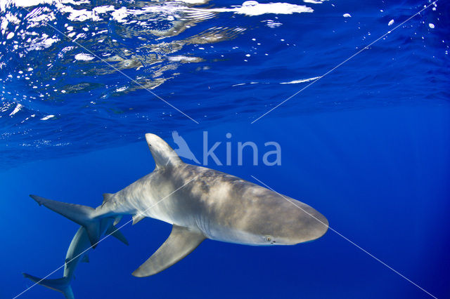 Galapagos shark (Carcharhinus galapagensis)