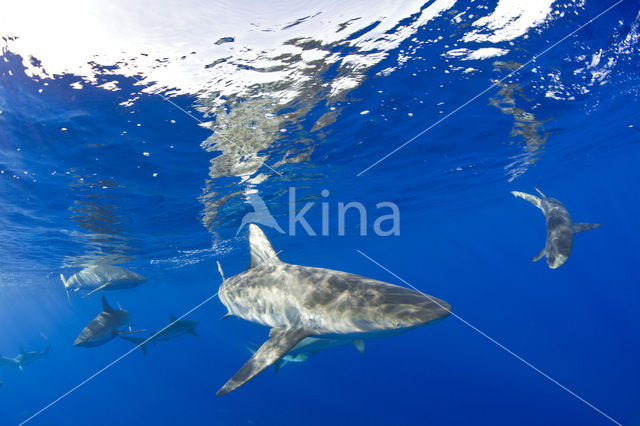 Galapagos shark (Carcharhinus galapagensis)