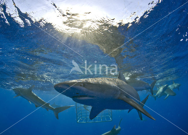 Galapagos shark (Carcharhinus galapagensis)