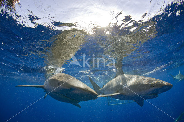 Galapagos shark (Carcharhinus galapagensis)