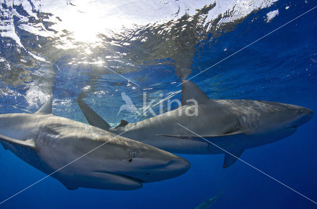 Galapagos shark (Carcharhinus galapagensis)