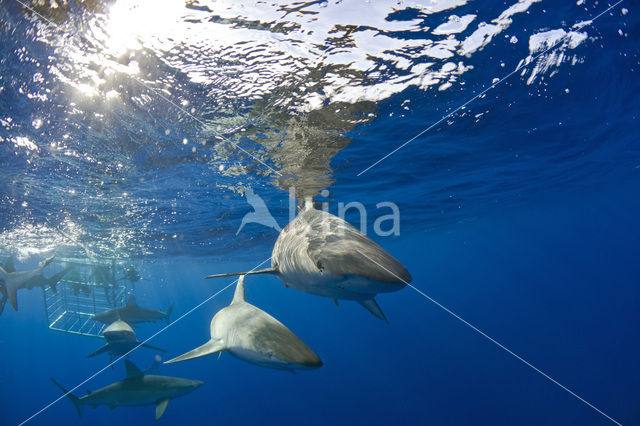 Galapagos shark (Carcharhinus galapagensis)