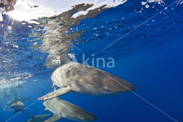 Galapagoshaai (Carcharhinus galapagensis)