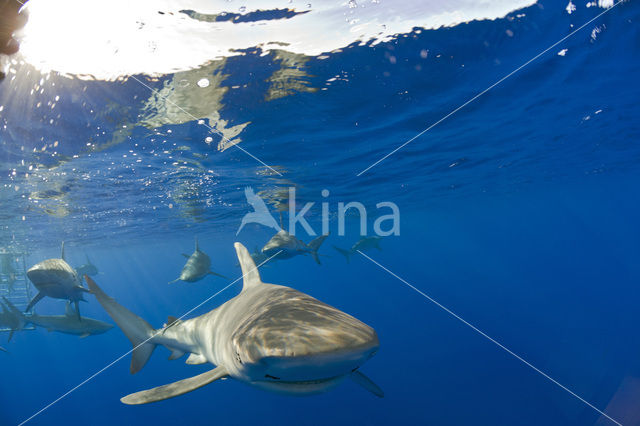 Galapagos shark (Carcharhinus galapagensis)