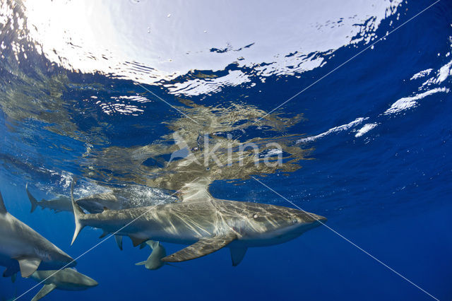 Galapagos shark (Carcharhinus galapagensis)