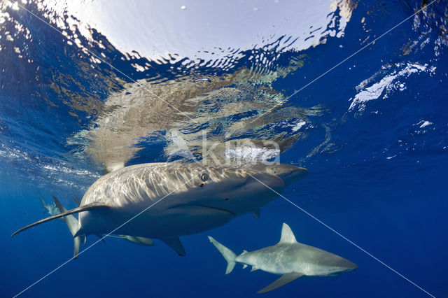 Galapagoshaai (Carcharhinus galapagensis)