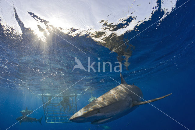 Galapagos shark (Carcharhinus galapagensis)