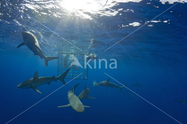 Galapagos shark (Carcharhinus galapagensis)