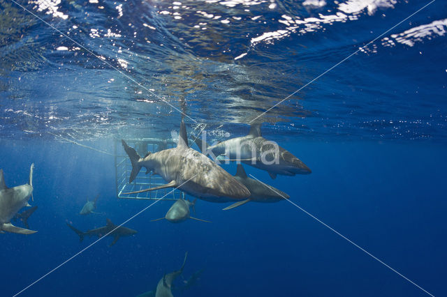 Galapagoshaai (Carcharhinus galapagensis)