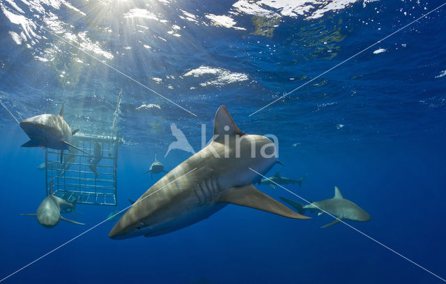 Galapagos shark (Carcharhinus galapagensis)