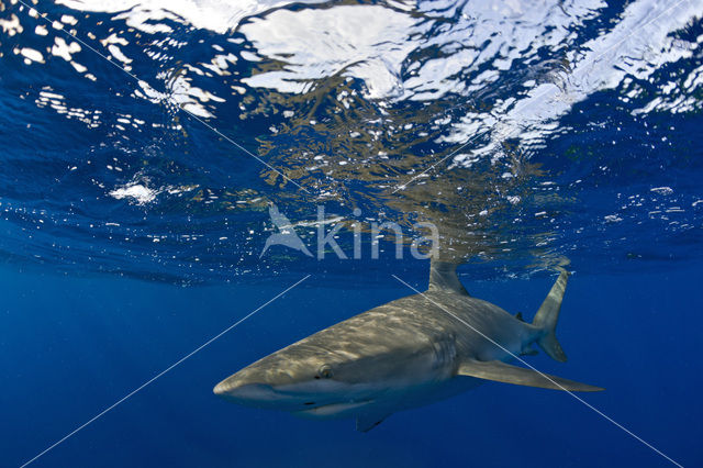 Galapagos shark (Carcharhinus galapagensis)