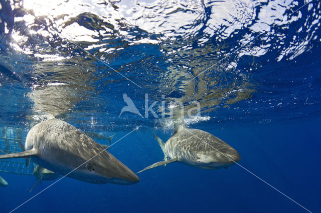 Galapagos shark (Carcharhinus galapagensis)