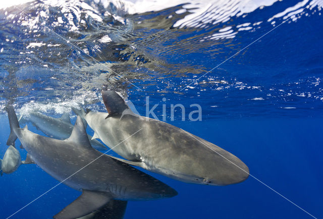 Galapagoshaai (Carcharhinus galapagensis)