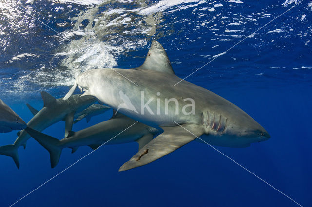 Galapagos shark (Carcharhinus galapagensis)