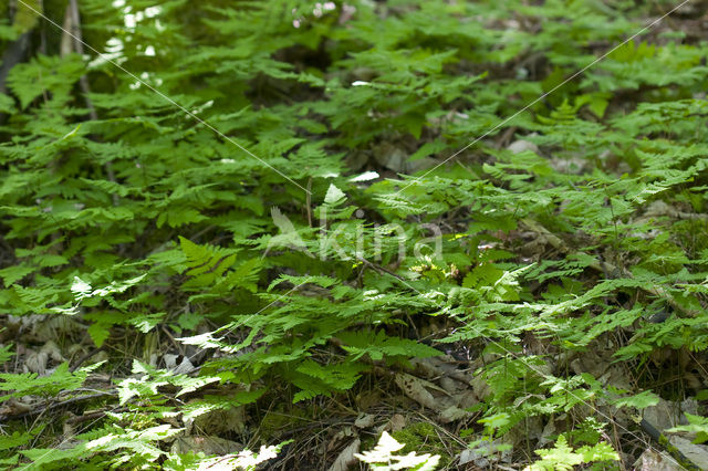 Gebogen driehoeksvaren (Gymnocarpium dryopteris)