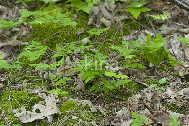 Oak Fern (Gymnocarpium dryopteris)