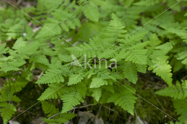 Oak Fern (Gymnocarpium dryopteris)
