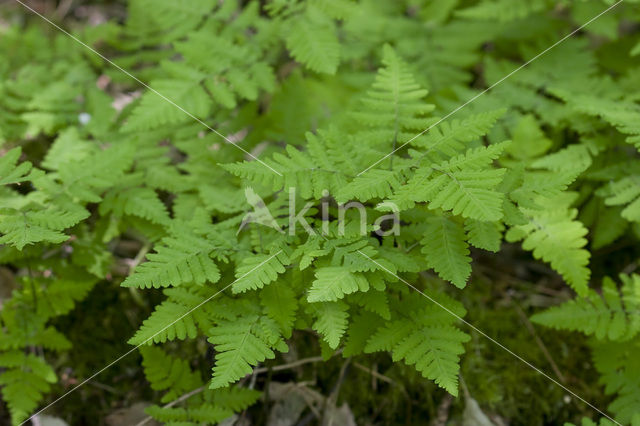 Gebogen driehoeksvaren (Gymnocarpium dryopteris)