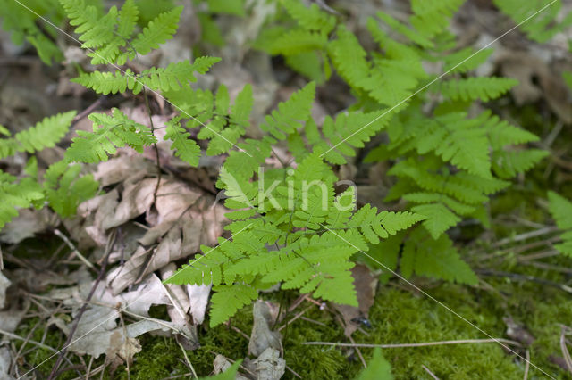 Gebogen driehoeksvaren (Gymnocarpium dryopteris)