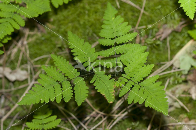 Gebogen driehoeksvaren (Gymnocarpium dryopteris)