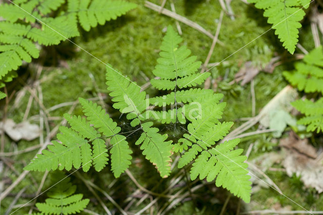 Gebogen driehoeksvaren (Gymnocarpium dryopteris)