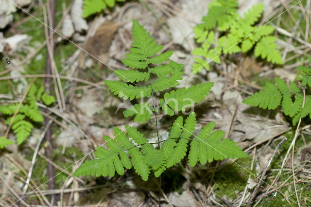 Gebogen driehoeksvaren (Gymnocarpium dryopteris)