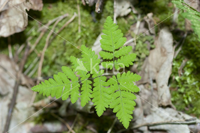 Oak Fern (Gymnocarpium dryopteris)