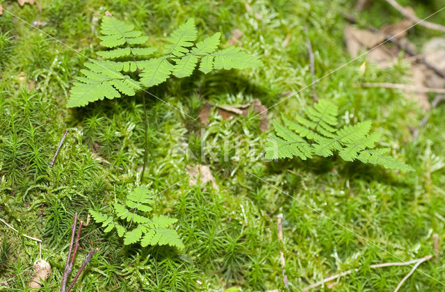 Oak Fern (Gymnocarpium dryopteris)