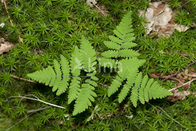 Gebogen driehoeksvaren (Gymnocarpium dryopteris)