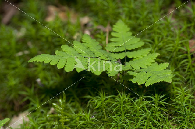 Gebogen driehoeksvaren (Gymnocarpium dryopteris)